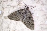 Tephronia sepiaria