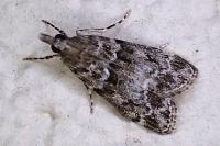 Eudonia mercurella