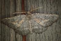 Nychiodes notarioi