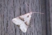 Zebeeba falsalis