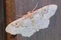 Idaea rusticata