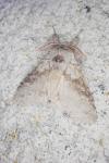 Calliteara pudibunda
