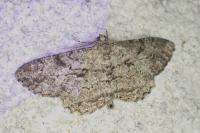 Peribatodes rhomboidaria