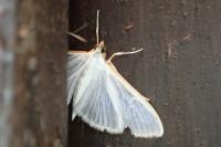 Palpita vitrealis