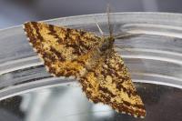 Ematurga atomaria