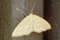 Idaea ochrata