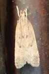 Helcystogramma lutatella