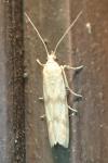 Homoeosoma sinuella