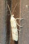 Homoeosoma sinuella