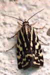 Emmelia trabealis