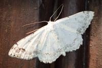 Scopula decorata