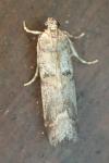 Acrobasis