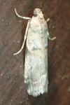 Acrobasis