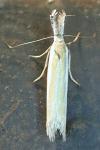 Pleurota aristella