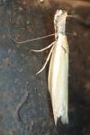 Pleurota aristella