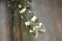 Oegoconia