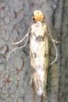 Tinea basifasciella