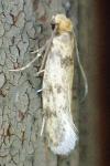 Tinea basifasciella