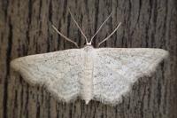 Idaea elongaria