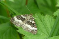Epirrhoe alternata
