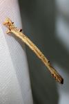 Angerona prunaria
