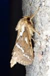 Korscheltellus lupulinus
