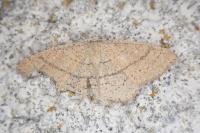 Cyclophora suppunctaria