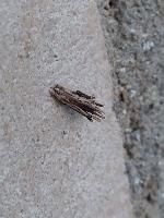 Canephora hirsuta