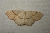 Cyclophora punctaria