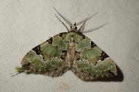Colostygia pectinataria