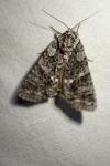 Acronicta rumicis