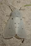 Diaphora mendica