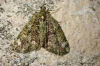 Chloroclysta siterata