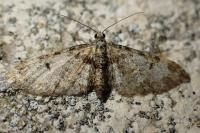 Eupithecia dodoneata