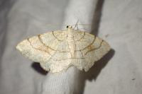 Stegania trimaculata