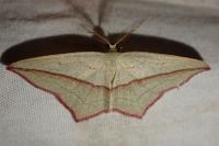 Timandra comae