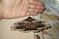 Saturnia pyri