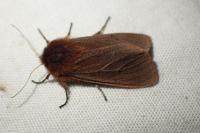 Phragmatobia fuliginosa