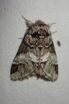 Drymonia dodonaea
