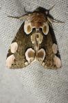 Thyatira batis
