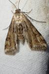 Parapoynx stratiotata