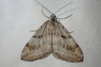Aplocera