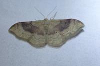 Idaea degeneraria