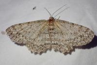 Hypomecis punctinalis