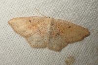 Cyclophora porata
