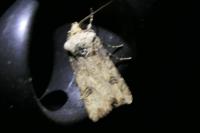 Egira conspicillaris