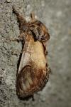 Notodonta ziczac
