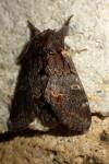 Notodonta dromedarius