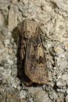 Agrotis puta