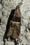 Elegia